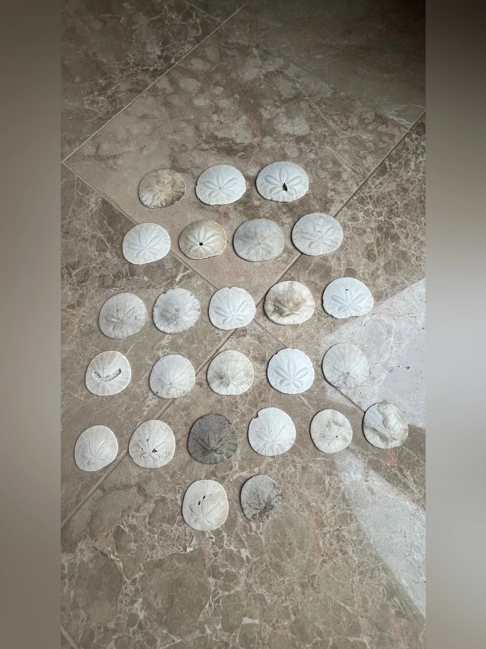 Natural Eastern Pacific White Sand Dollar Collection - 25 Pieces